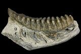 Fossil Stegodon Mandible with Molar - Indonesia #156723-5